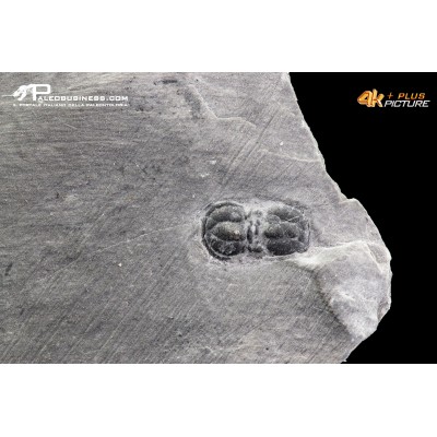 Peronopsis interstrictus – Trilobite
