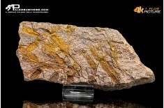 Ascocystites sp. – Echinoderma (Eocrinoide)