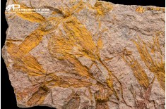 Ascocystites sp. – Echinoderma (Eocrinoide)