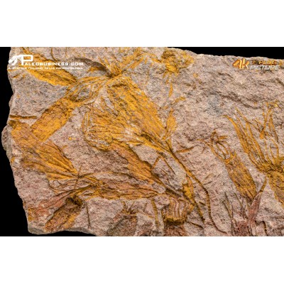 Ascocystites sp. – Echinoderma (Eocrinoide)