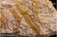 Ascocystites sp. – Echinoderma (Eocrinoide)