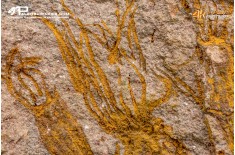 Ascocystites sp. – Echinoderma (Eocrinoide)