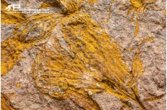 Ascocystites sp. – Echinoderma (Eocrinoide)