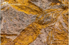 Ascocystites sp. – Echinoderma (Eocrinoide)