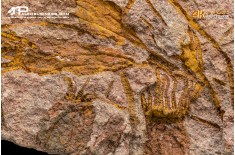 Ascocystites sp. – Echinoderma (Eocrinoide)