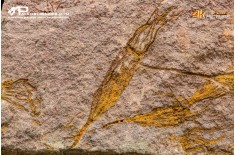 Ascocystites sp. – Echinoderma (Eocrinoide)