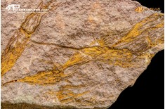 Ascocystites sp. – Echinoderma (Eocrinoide)