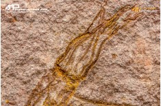 Ascocystites sp. – Echinoderma (Eocrinoide)