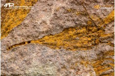 Ascocystites sp. – Echinoderma (Eocrinoide)