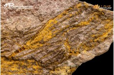 Ascocystites sp. – Echinoderma (Eocrinoide)