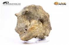 Mammites nodosoides – Ammonite