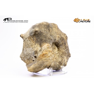 Mammites nodosoides – Ammonite
