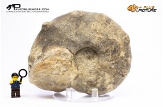 Mammites nodosoides – Ammonite