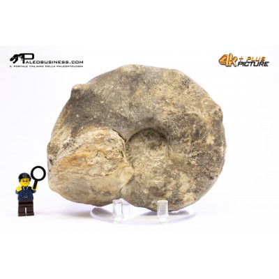Mammites nodosoides – Ammonite
