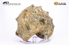 Mammites nodosites – Ammonite