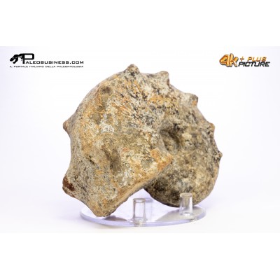 Mammites nodosites – Ammonite
