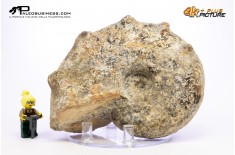 Mammites nodosites – Ammonite