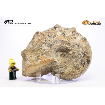 Mammites nodosites – Ammonite