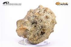 Mammites nodosites – Ammonite