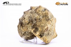 Mammites nodosites – Ammonite