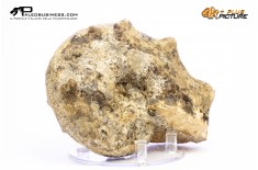 Mammites nodosites – Ammonite
