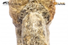 Mammites nodosites – Ammonite