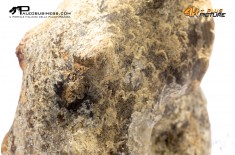 Mammites nodosites – Ammonite