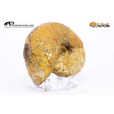 Vascoceras sp. – Ammonite