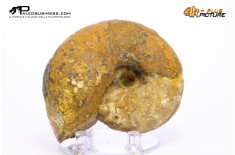 Vascoceras sp. – Ammonite