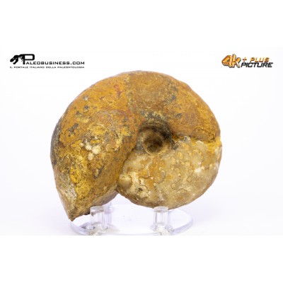 Vascoceras sp. – Ammonite