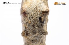 Mammites nodosites – Ammonite