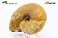 Vascoceras sp. – Ammonite