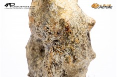 Mammites nodosites – Ammonite