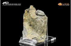 Eldredgeops rana – Trilobite