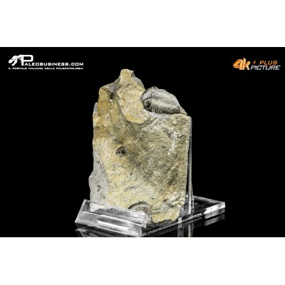 Eldredgeops rana – Trilobite