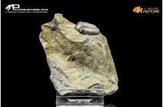 Eldredgeops rana – Trilobite