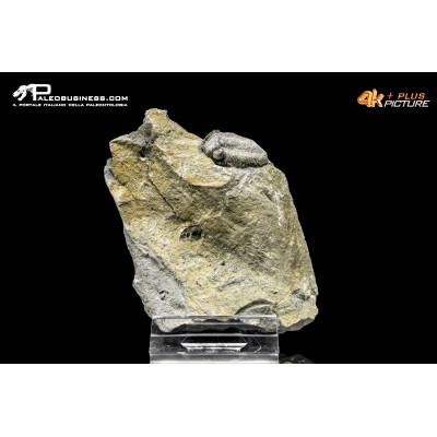 Eldredgeops rana – Trilobite