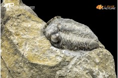Eldredgeops rana – Trilobite