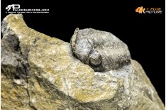 Eldredgeops rana – Trilobite
