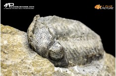 Eldredgeops rana – Trilobite