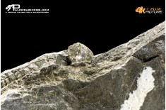 Eldredgeops rana – Trilobite