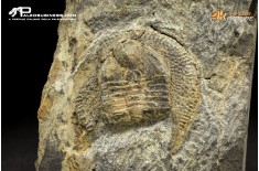 Declivolithus sp. – Trilobite