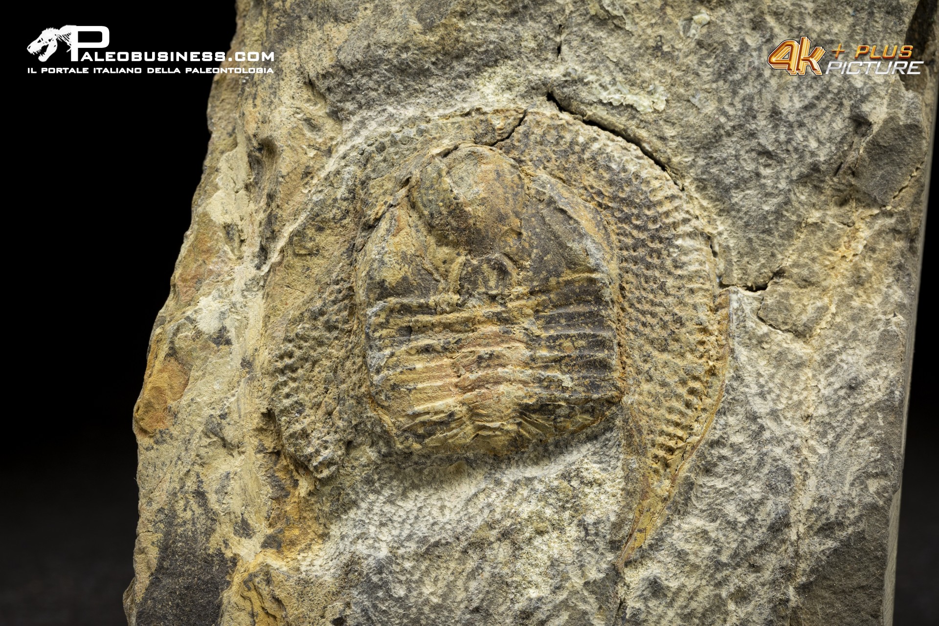 Trinucleus sp.