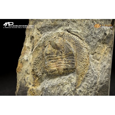 Declivolithus sp. – Trilobite