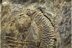 Declivolithus sp. – Trilobite
