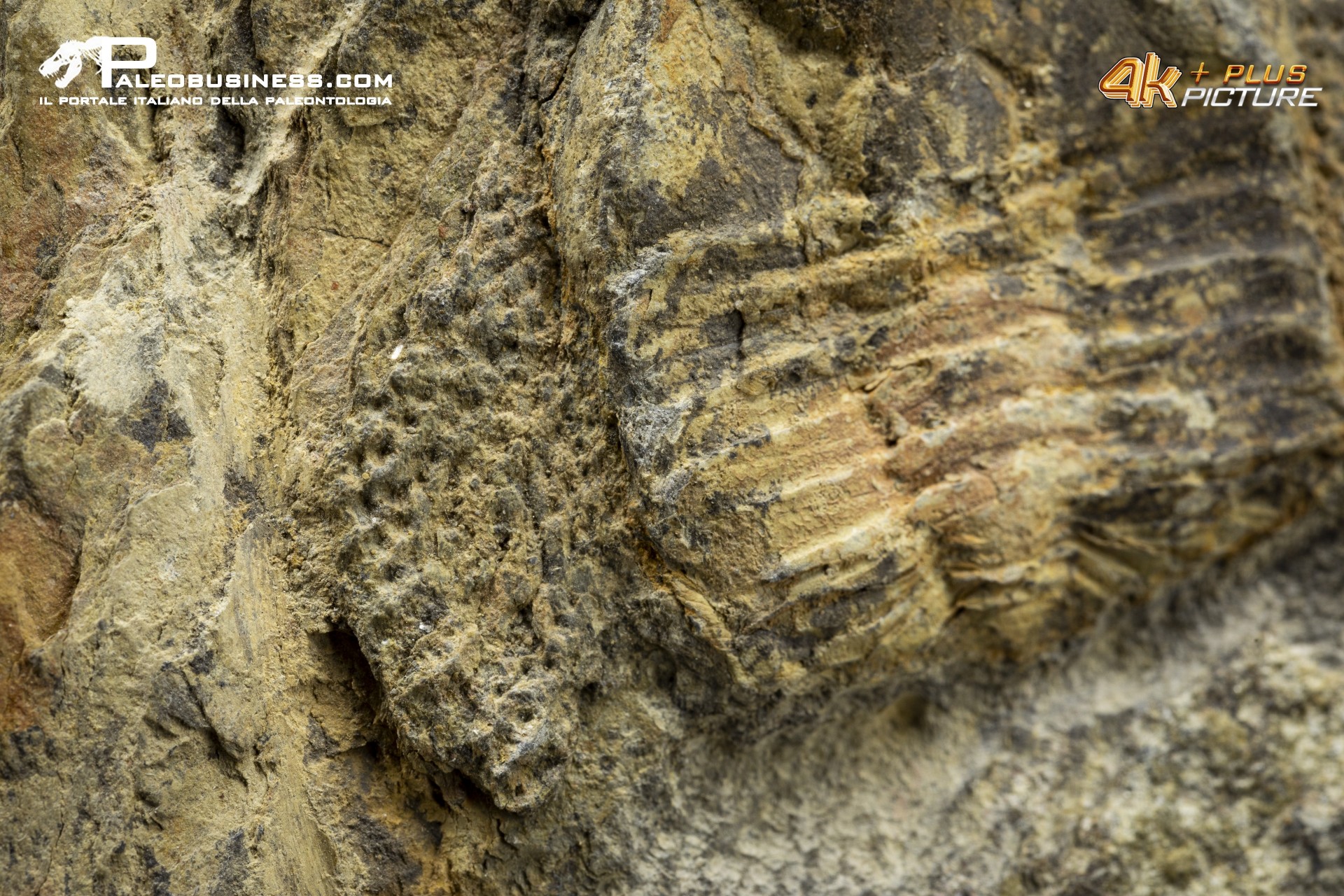 Trinucleus sp.