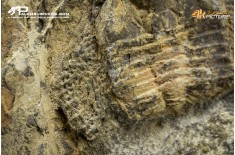Declivolithus sp. – Trilobite