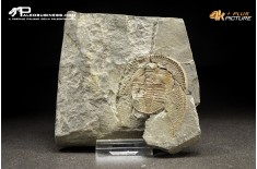 Declivolithus sp. – trilobite