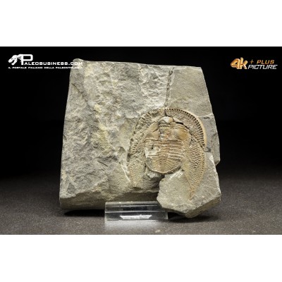 Declivolithus sp. – trilobite