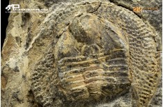 Declivolithus sp. – Trilobite